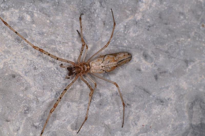 Tetragnatha_ZZ552_D7064_Z_90_Camping at Hopi hollow_Australie.jpg